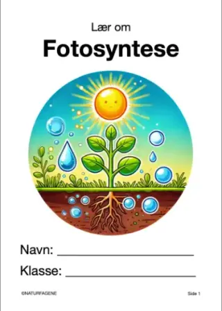 Illustration til undervisningsforløbet om Fotosyntese