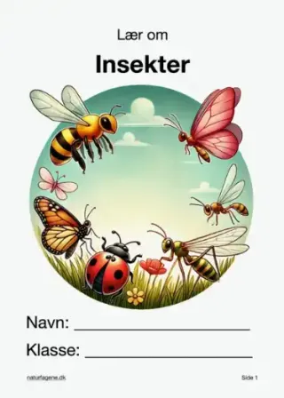 Illustration til undervisningsforløbet om Insekter