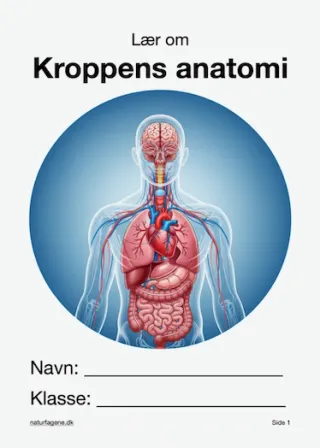 Illustration til undervisningsforløbet om Kroppens anatomi