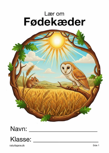 Illustration til undervisningsforløbet om Fødekæder