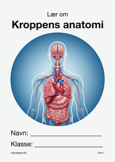 Kroppens anatomi thumbnail